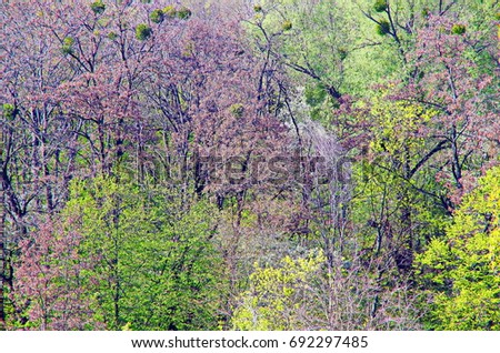 Spring tree in the forest, natural impressionism.