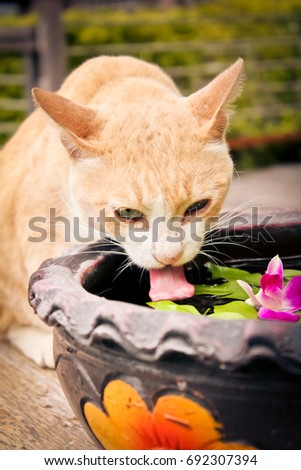 Cat drinking water from pot