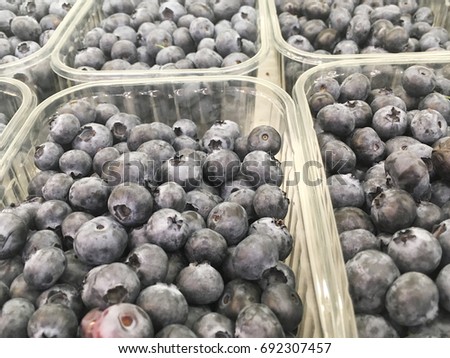 bog bilberry harvest. bog bilberries in plastic boxes. 