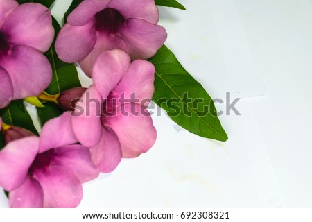 Purple Bignonia isolated with white background,flower in Thailand,others name of flower is" Saritaea magnifica Duyand"