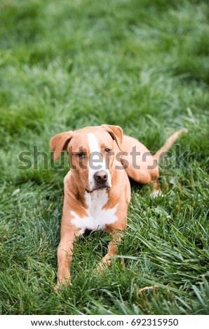 Young Mixed Breed Dog Relaxing on Lush Green Grass 