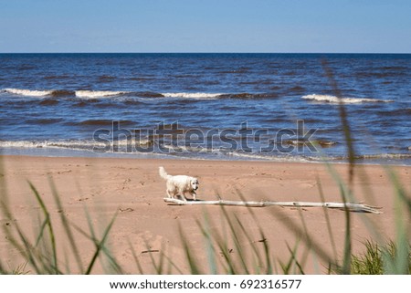 Retriever dog walking in the beach