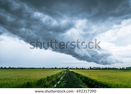 Rainy storm with rice in filed