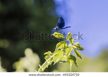 Dragonfly with blue wings sitting on green branch