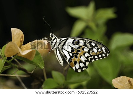 Beautiful butterfly on bougainvillea flowers