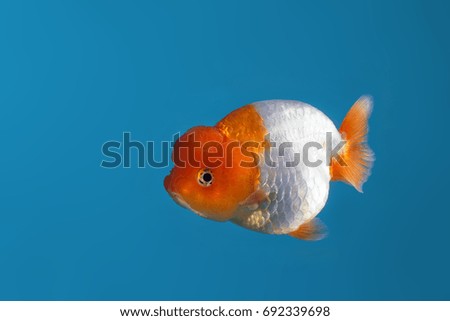Gold fish isolated on the Blue fish tank