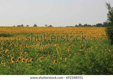 Field of sunflowers as background or texture