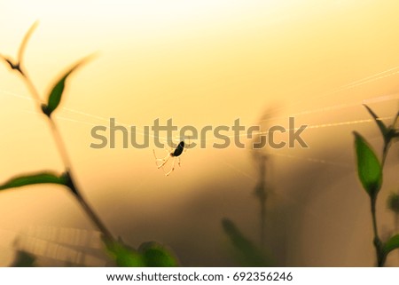 Spider silhouette on a web, profiled on bright sunset light