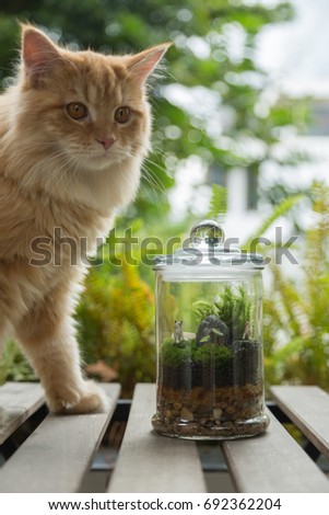 Ginger Persian Cat and Terrarium in Glass Jar on Wooden Outdoor Table