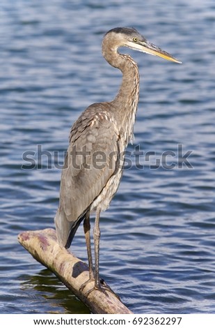 Picture with a great blue heron standing on a log