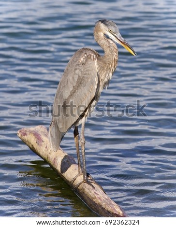 Picture with a great blue heron standing on a log