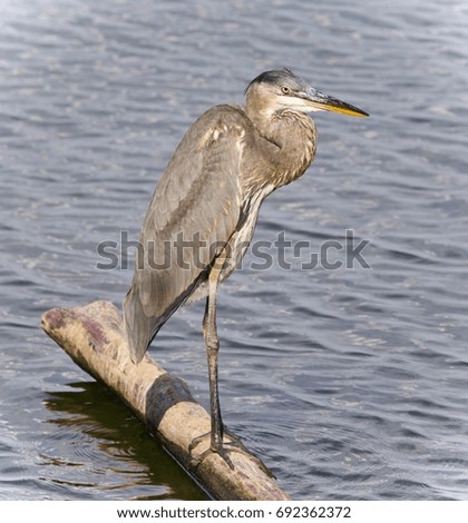 Image of a great blue heron standing on a log