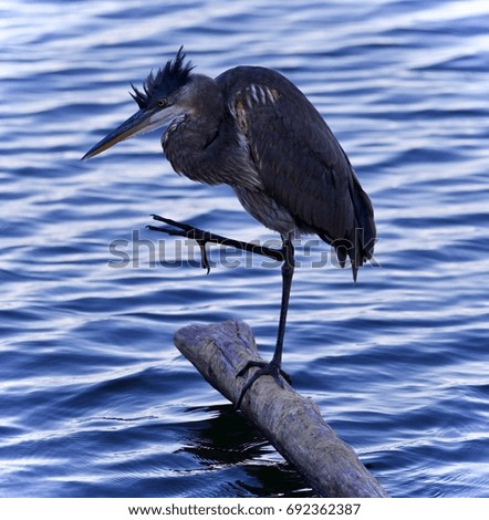 Postcard with a great blue heron cleaning feathers