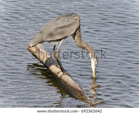Photo of a great blue heron drinking water