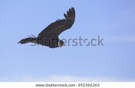 Andean Condor, flying over the mountain range of the Andes.
