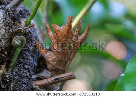 Decayed leaves