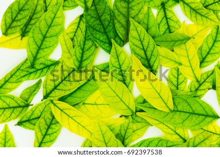Fresh Leaves Green texture.  
Green Leaf With filter effect background.