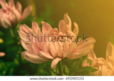 pink autumnal chrysanthemum background,chrysanthemum,chrysanthemum flowers in the garden
