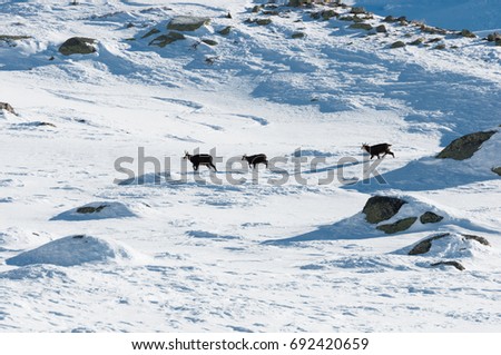 Line up of three chamois in Gran Paradiso Park, Italy 