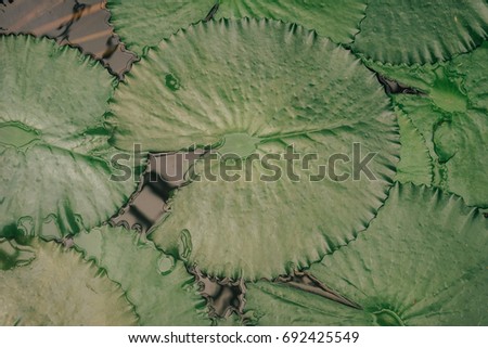 Lotus Leaves or Water Lily leaf plant of Nymphaeaceae family on dark surface of pond with ripples as saturated green background
