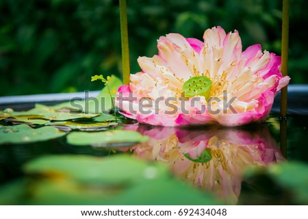 Close-up Beautiful blooming of lotus flowers in pond with sunlight.