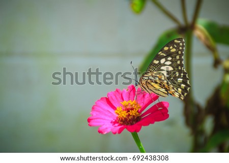 Beautiful striped butterfly is perching on pink Zinnia flower (Zinnia violacea Cav.) in summer garden on sunny day. Zinnia is a genus of plants of the sunflower tribe within the daisy family.