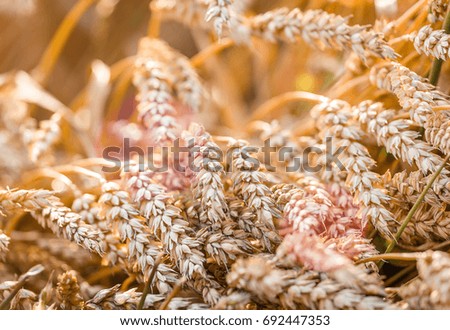 Macro photo of Wheat. Full of Ripe Grains, Golden Ears of Wheat or Rye on a Field. Rich Harvest Concept. Majestic Rural Landscape. Creative Picture of Nature.  Label art design. Copy space.