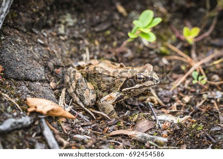 Brown frog with big eyes in the mud in a forest trying to camouflage in the surrounding nature