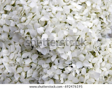 Beautiful background of white flowers close-up Royalty-Free Stock Photo #692476195