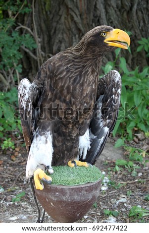 Eagle is standing and looking