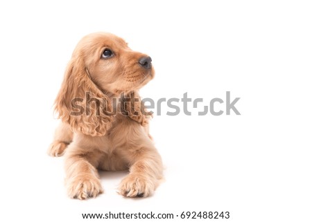 Beautiful female Golden Cocker Spaniel puppy lays on white background looking up Royalty-Free Stock Photo #692488243