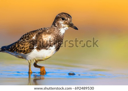 Cute water bird. Nature background.
Ruddy Turnstone / Arenaria interpres