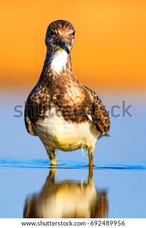 Cute water bird. Nature background.
Ruddy Turnstone / Arenaria interpres