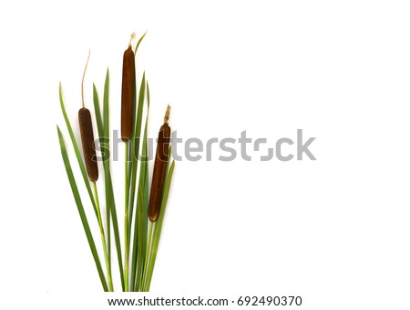 Flowering spikes and leaves bulrush (Typha, or reedmace, cattail, punks, or corn dog grass, cumbungi) on a white background with space for text. Top view, flat lay Royalty-Free Stock Photo #692490370