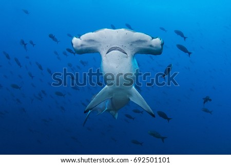 A scalloped hammerhead (Sphyrna lewini) approaches at Darwin Arch, Galapagos Islands. 
