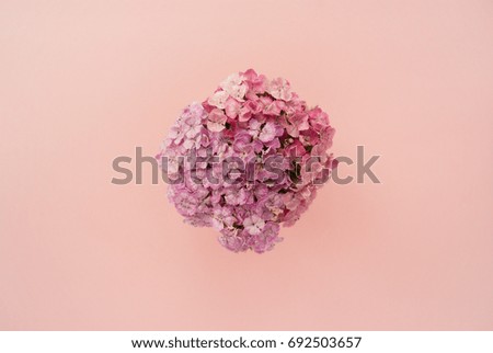 Beautiful bouquet of pink carnation on a pale pink pastel background