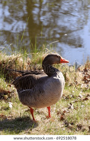 greylag goose, anser anser, standing on shore