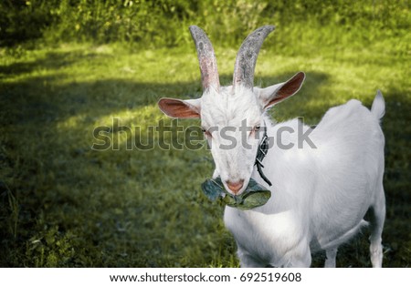 Beautiful young white horned goat chewing a cabbage leaf on a beautiful blurred green background. The horizontal frame.