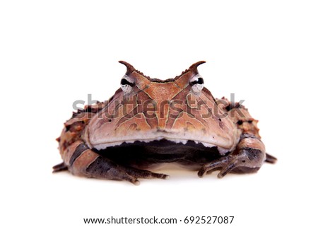 The Surinam horned frog isolated on white