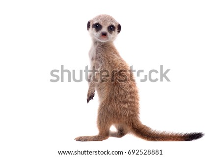 The meerkat or suricate cub, 2 month old, on white Royalty-Free Stock Photo #692528881