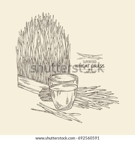 Wheat grass and cocktail of juice wheat grass. Superfood. Vector hand drawn illustration.