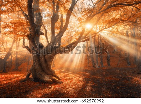 Magical old tree with sun rays in the morning. Amazing forest in fog. Colorful landscape with foggy forest, gold sunlight, red foliage at sunrise. Fairy forest in autumn. Fall woods. Enchanted tree Royalty-Free Stock Photo #692570992