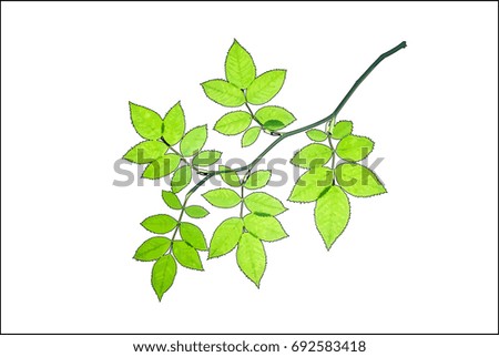 Green twig of rose isolated against white background vector illustration