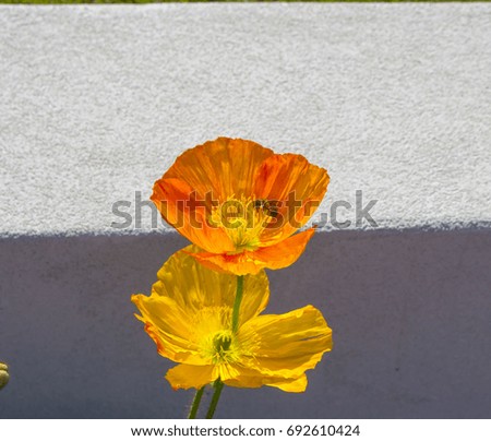 Dazzling  yellow and orange  poppies  flowering plants in the subfamily Papaveroideae  family Papaveraceae colorful single  herbaceous plant, flowering in spring are a  charming and decorative plant.