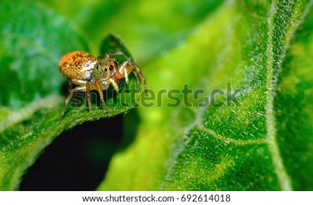 Jumping spiders orange, beautiful on green leaves.