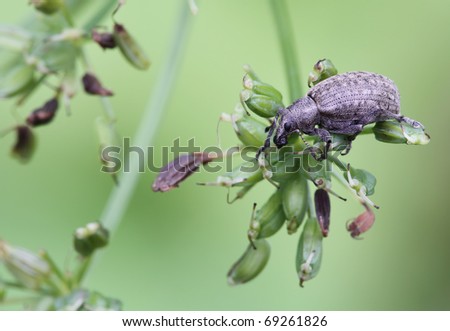 Bedbug sits on a flower