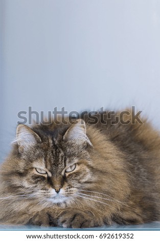 Adorable furry cat of siberian breed, hypoallergenic