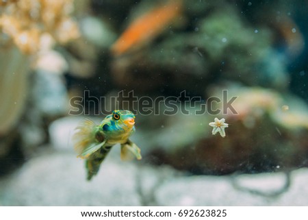 Blue tropic fish among corals. Underwater sea photography wildlife wallpaper. Shallow focus. 