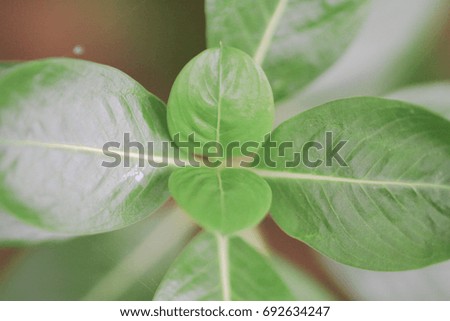 Beautiful plants. Garden and Green wall, leafs texture