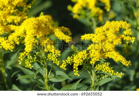 Yellow small flowers photo